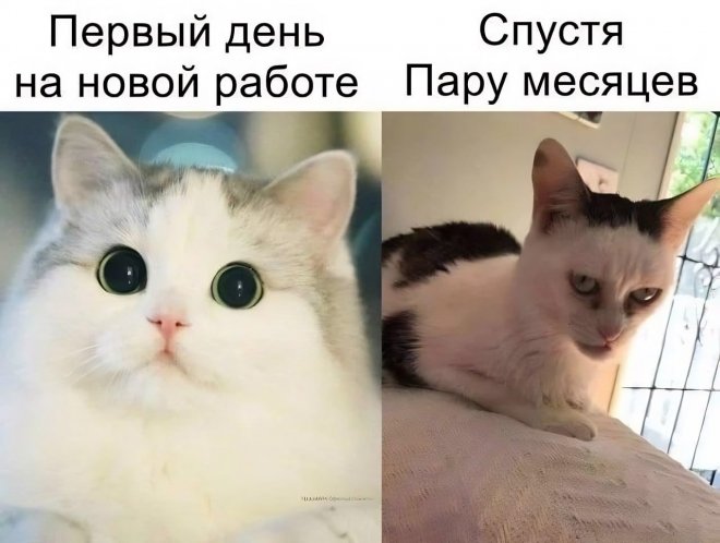 Приколы для поднятия настроения Приколы для поднятия настроения