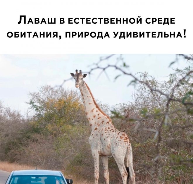 Подборка смешных фото приколов с надписями. Подборка смешных фото приколов с надписями.