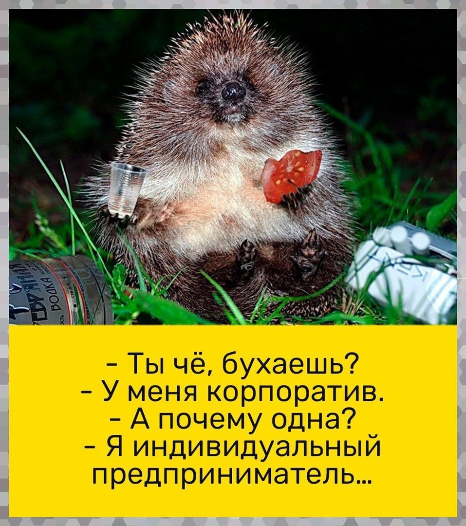 Юмор для поднятия настроения. Пьяный Ежик, Ежик прикол, Ежики с прикольными надписями.