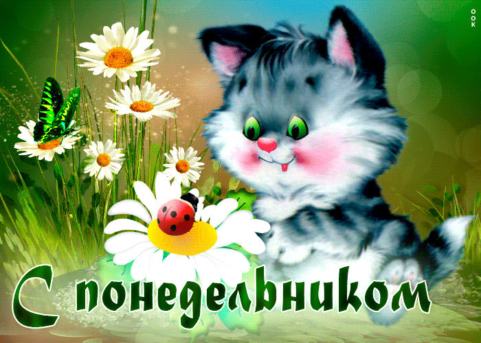 Красочная открытка с котиком и ромашками С понедельником! Красочная открытка с котиком и ромашками С понедельником!