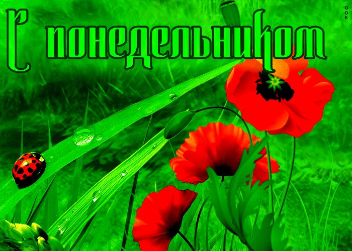 Привлекательная открытка с маками С понедельником! Привлекательная открытка с маками С понедельником!
