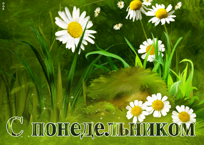 Чувственная открытка с ромашками С понедельником Чувственная открытка с ромашками С понедельником