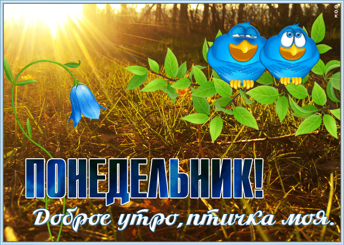Открытка успешного понедельника с птичкой Открытка успешного понедельника с птичкой