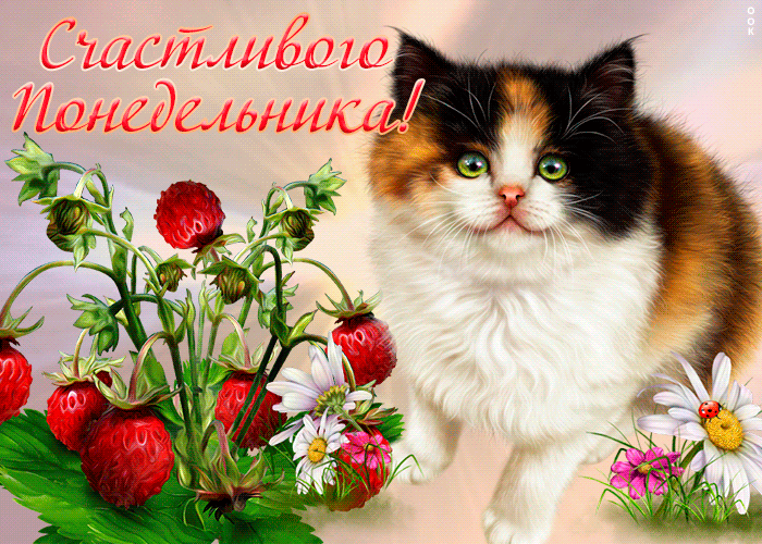 Открытка бодрого понедельника Открытка бодрого понедельника
