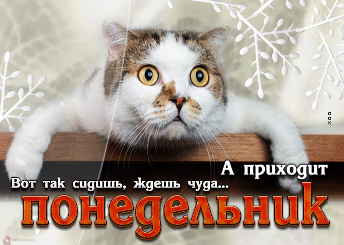 Смешная гифка Вот так сидишь, ждешь чуда, а приходит понедельник. Смешная гифка Вот так сидишь, ждешь чуда, а приходит понедельник.