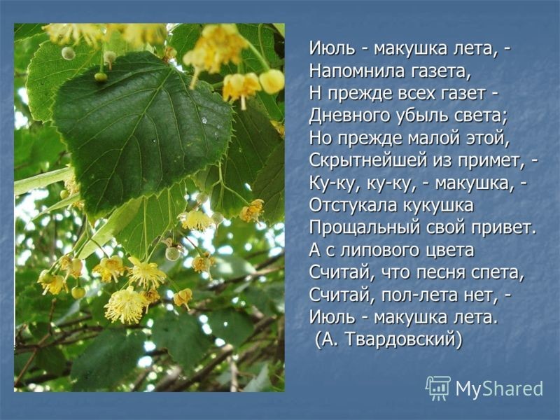Стихотворение июль опушка лето