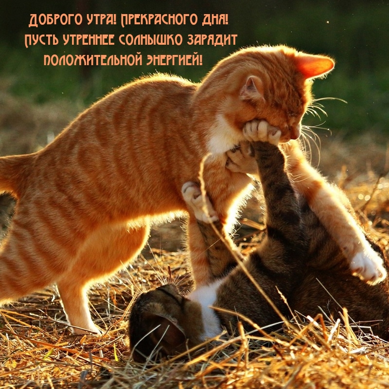 Пусть твой день начнется легко, С улыбкою и радостью в глазах. Пусть встречают тебя друзья, И счастье тает на губах. Пусть твой день начнется легко, С улыбкою и радостью в глазах. Пусть встречают тебя друзья, И счастье тает на губах.