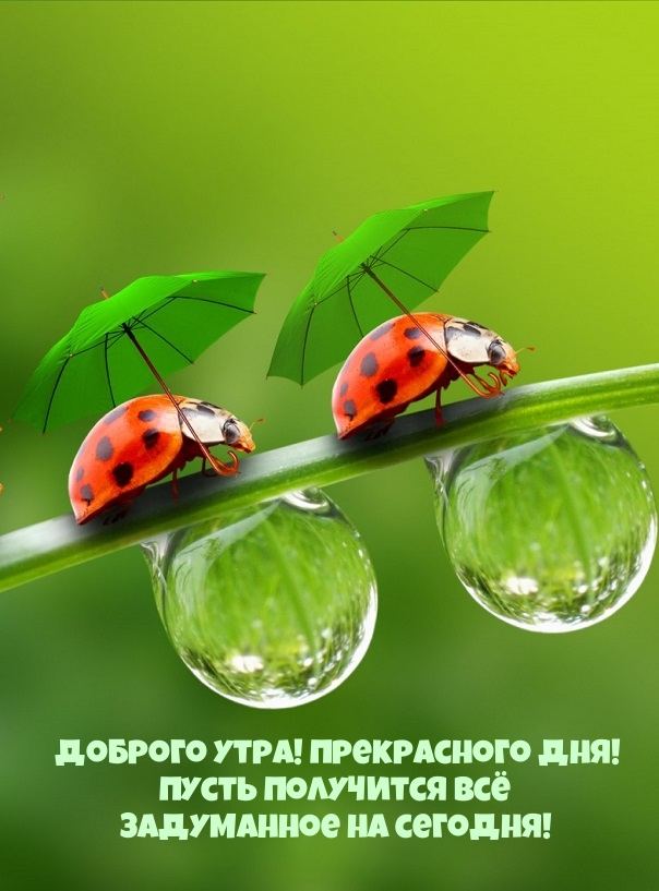 Доброе утро, милый мой друг, Счастливого дня тебе желаю. Пусть встречаются в твоей дороге Только добрые и верные души. Доброе утро, милый мой друг, Счастливого дня тебе желаю. Пусть встречаются в твоей дороге Только добрые и верные души.