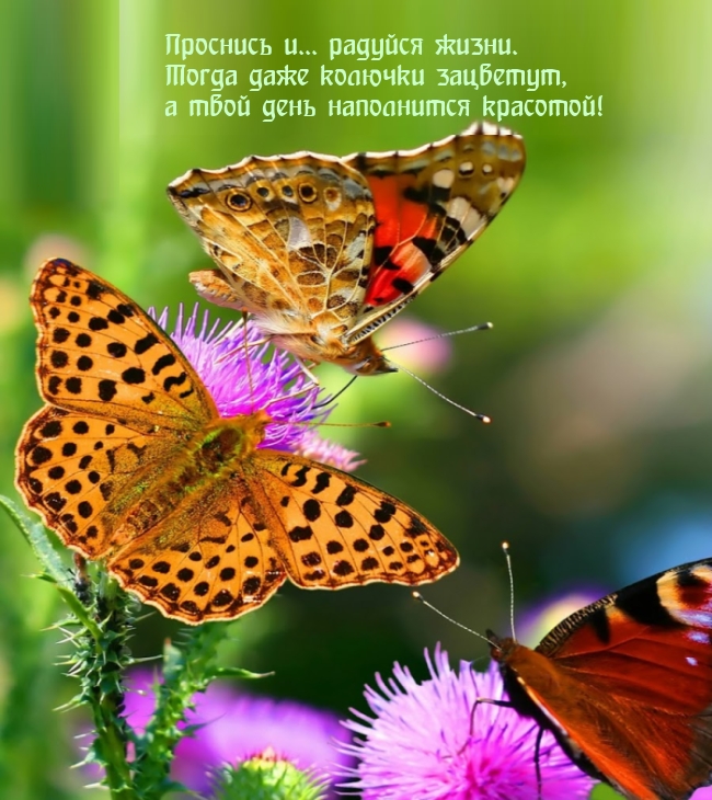 Хостинг картинок yapx.ru