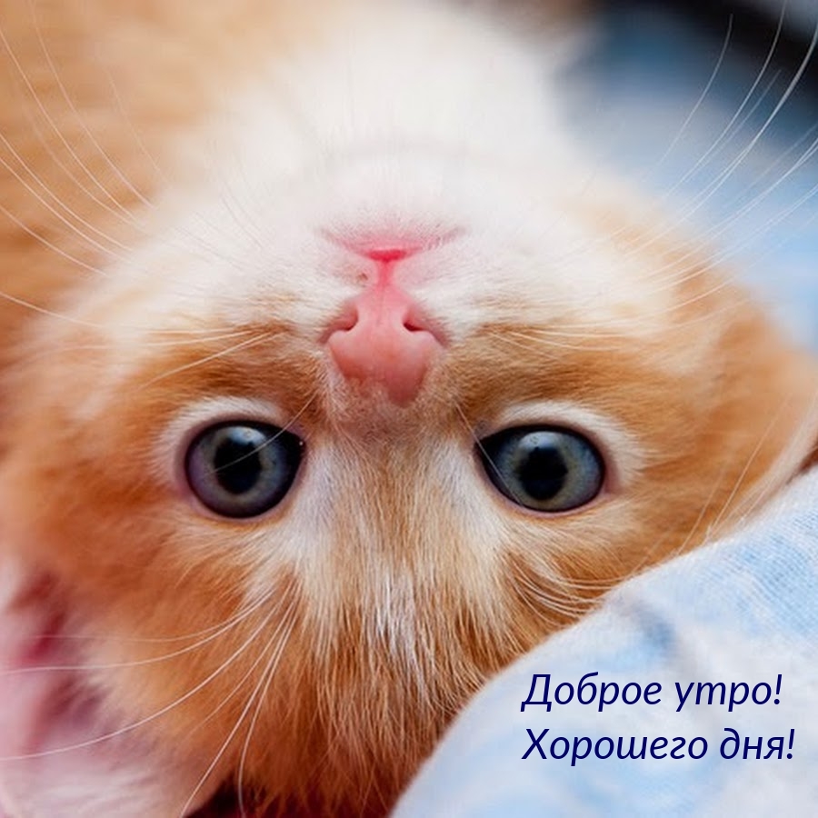 Желаю, чтобы каждое утро начиналось с ощущения, что мы оба не можем ждать, чтобы снова быть вместе и разделить эти моменты страсти и удовольствия. Желаю, чтобы каждое утро начиналось с ощущения, что мы оба не можем ждать, чтобы снова быть вместе и разделить эти моменты страсти и удовольствия.