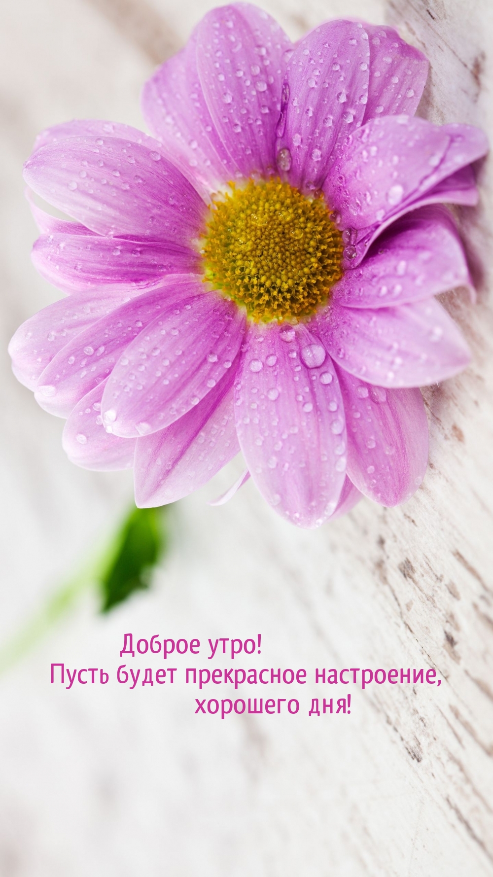 Хостинг картинок yapx.ru