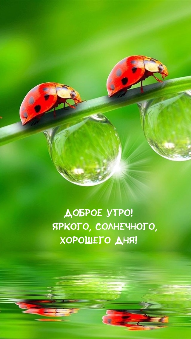 Хостинг картинок yapx.ru