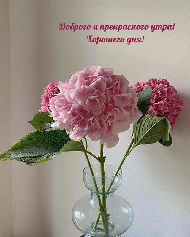 Хостинг картинок yapx.ru