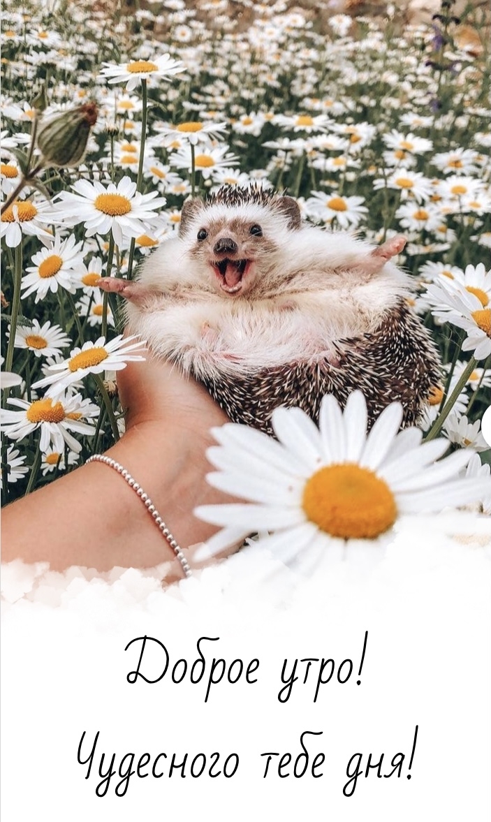 Хостинг картинок yapx.ru