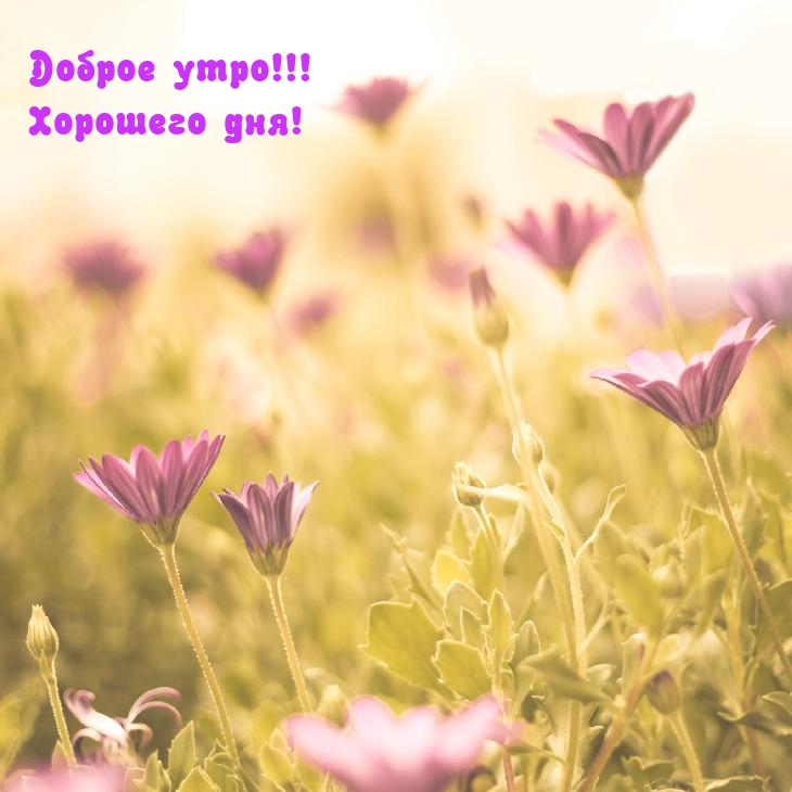 Хостинг картинок yapx.ru