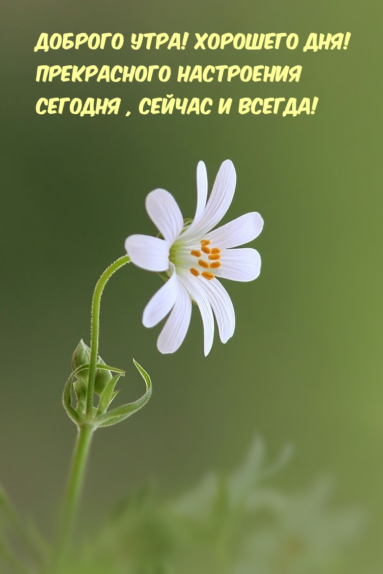 Хостинг картинок yapx.ru