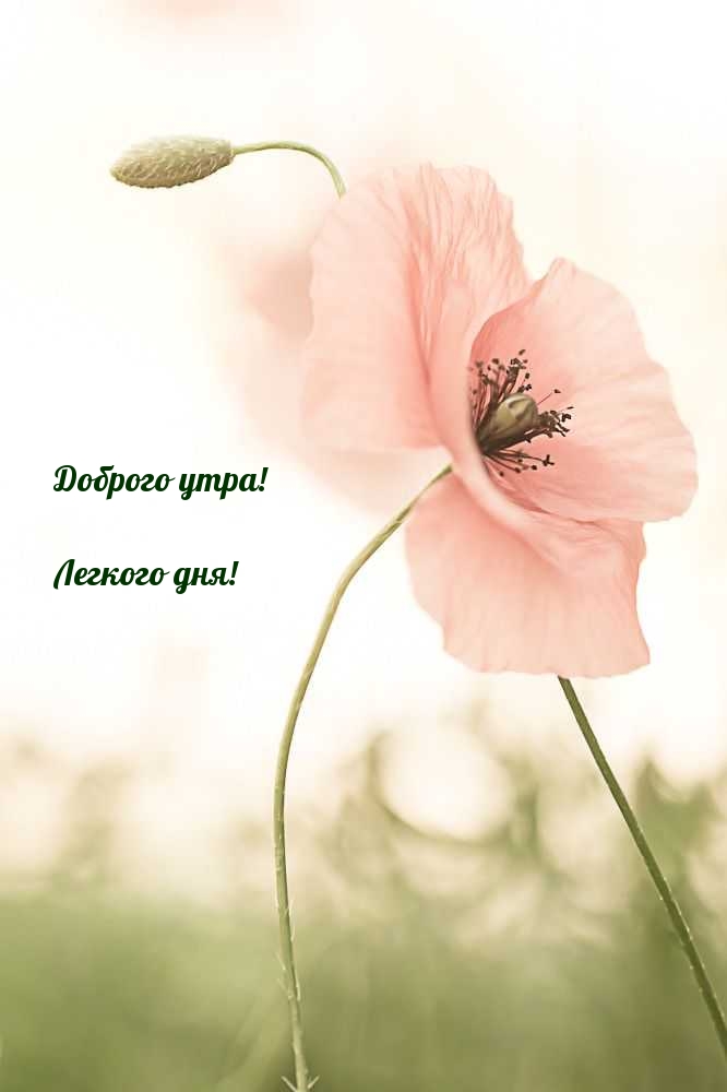 Хостинг картинок yapx.ru