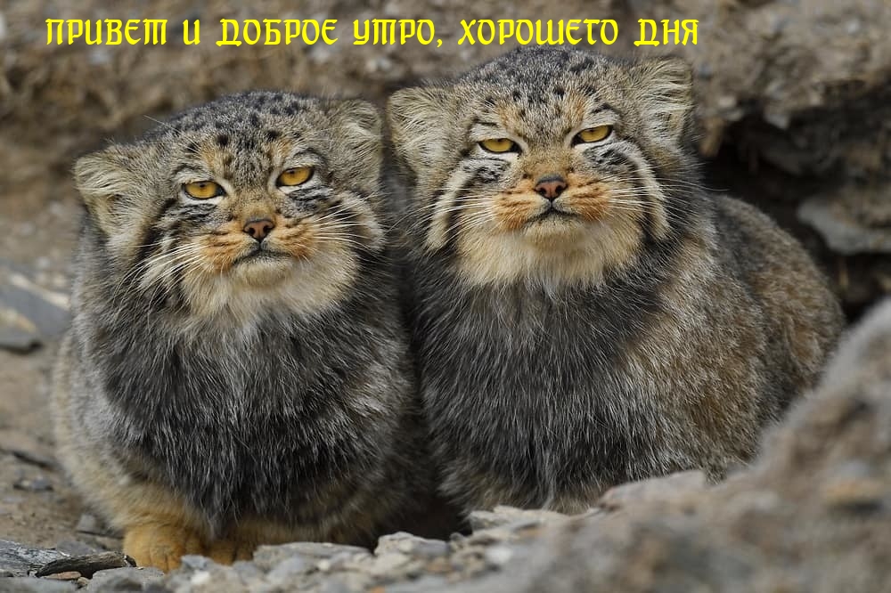 Хостинг картинок yapx.ru