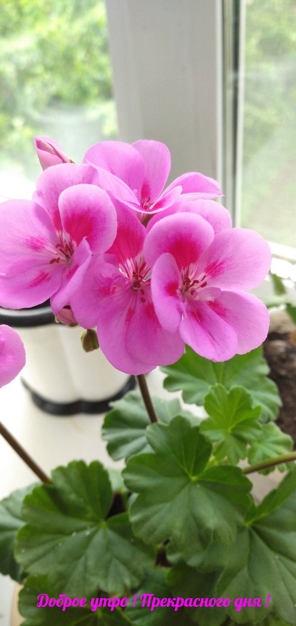 Хостинг картинок yapx.ru