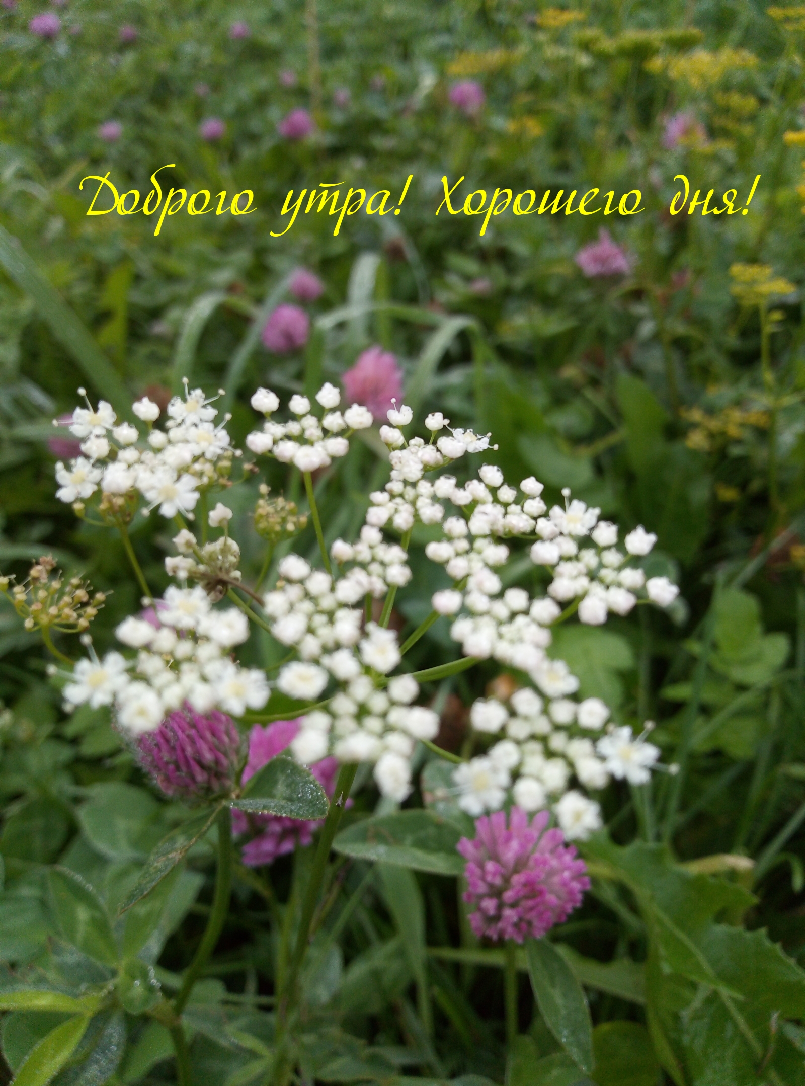 Хостинг картинок yapx.ru