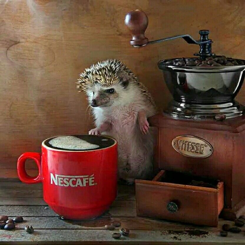 Хостинг картинок yapx.ru