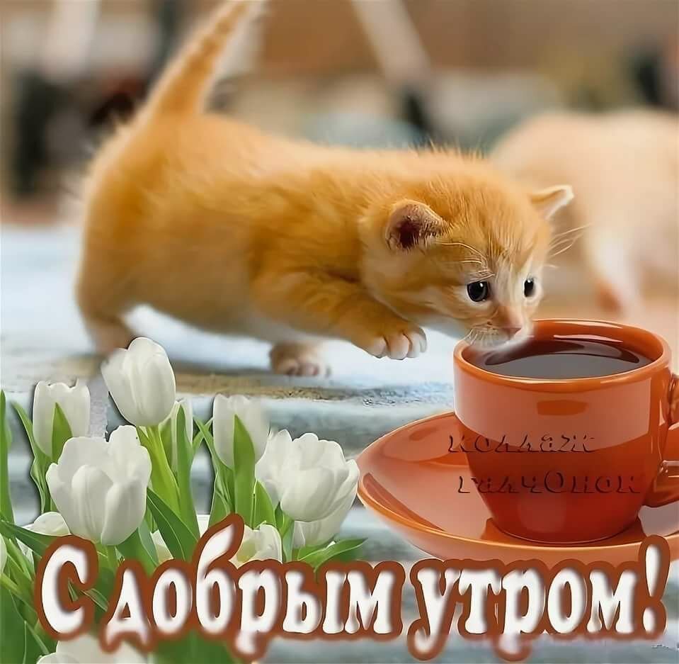 Хостинг картинок yapx.ru