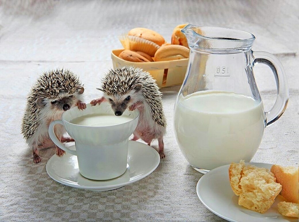 Хостинг картинок yapx.ru