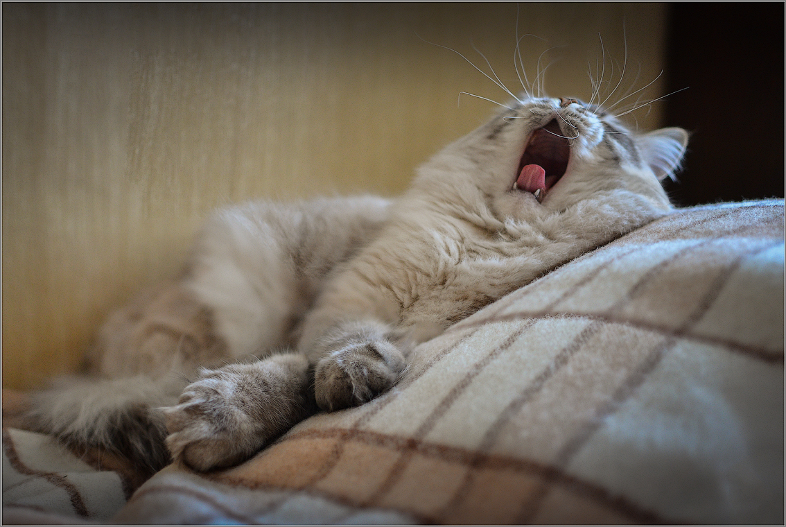 Хостинг картинок yapx.ru