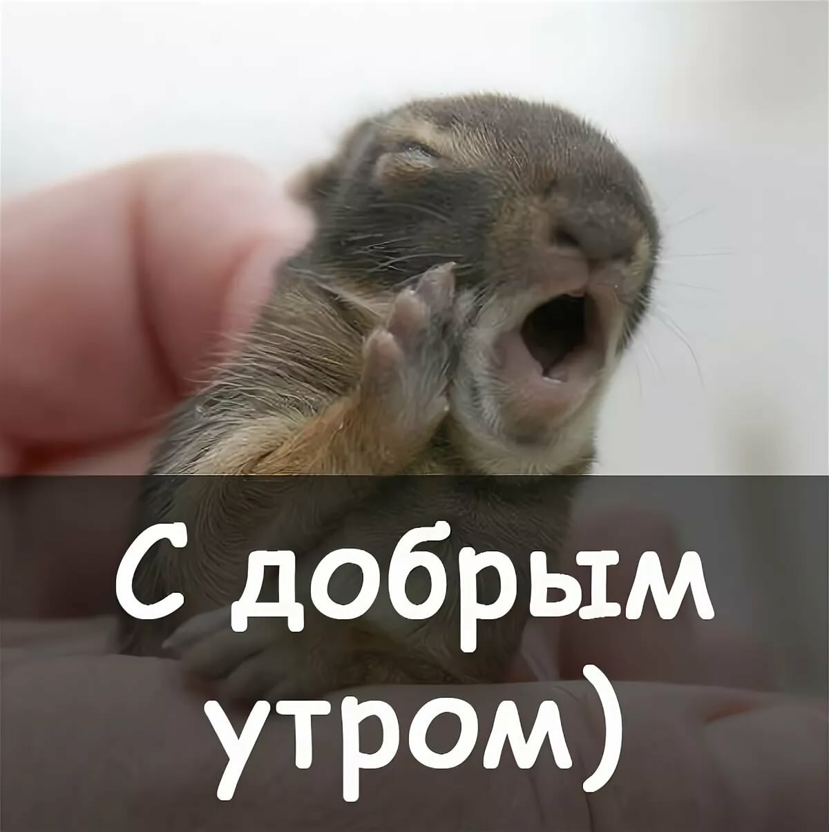 Хостинг картинок yapx.ru