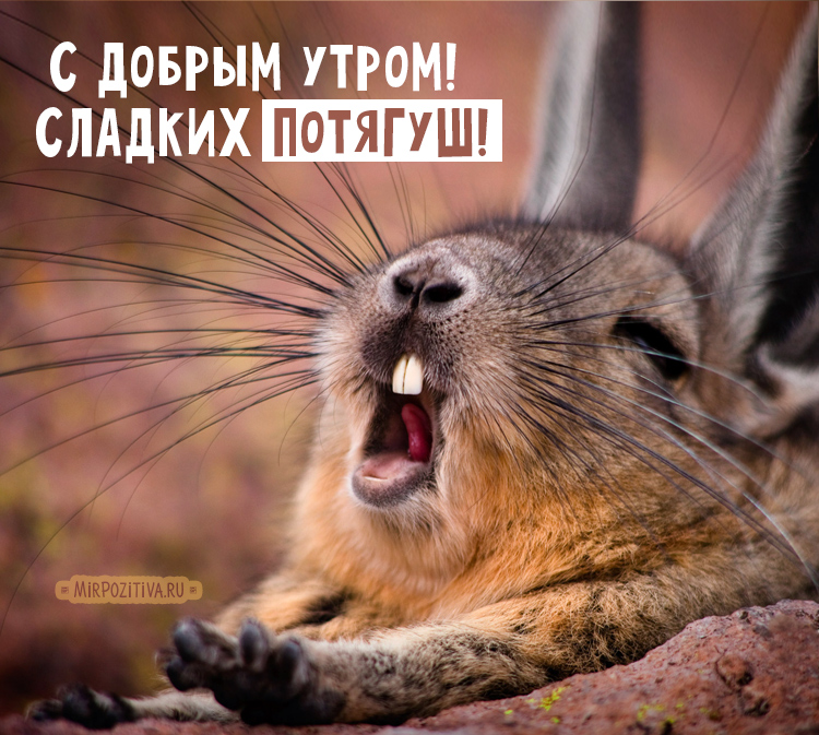 Хостинг картинок yapx.ru