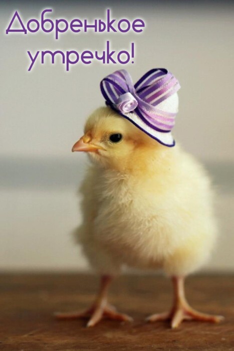 Хостинг картинок yapx.ru