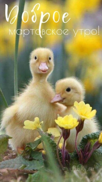 Хостинг картинок yapx.ru