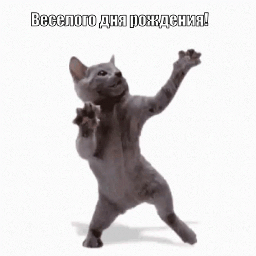 Смешная гифка с днем рождения с танцующим котом.
