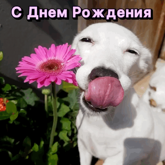 Дорогой (имя именинника), сегодня у тебя особый день – ты снова на год старше, а я всё еще не понимаю, как ты успеваешь прятать свою молодость! Но неважно, главное, что цветут твои усы, как цветы весной, и ты остаешься нарядным и озорным, как дети на празднике!