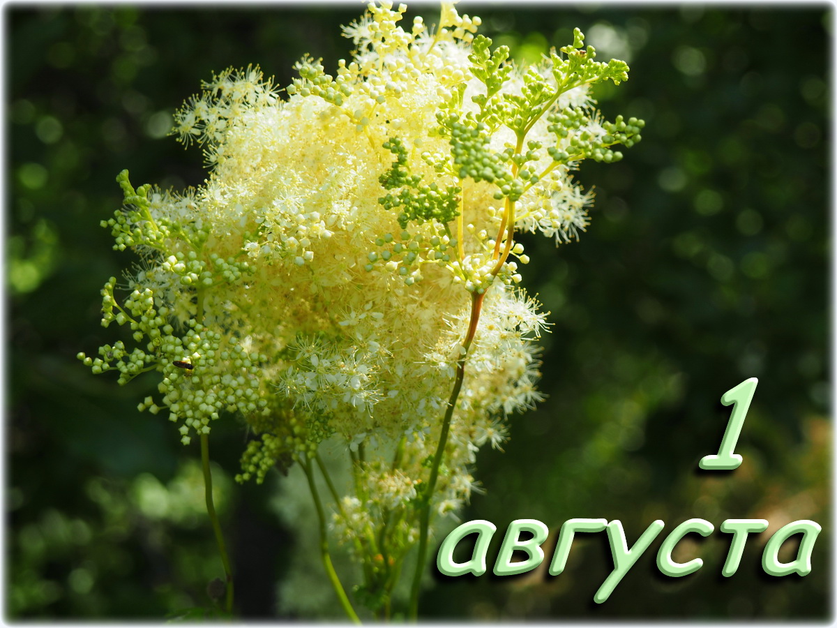 Рисунок к месяцу август.