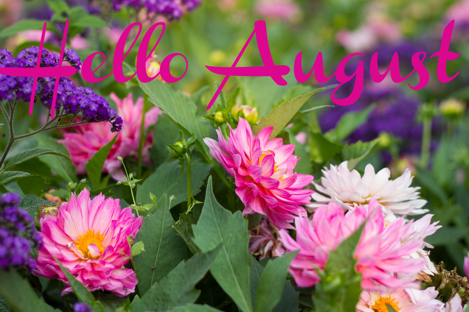 Открытки с 1 августа