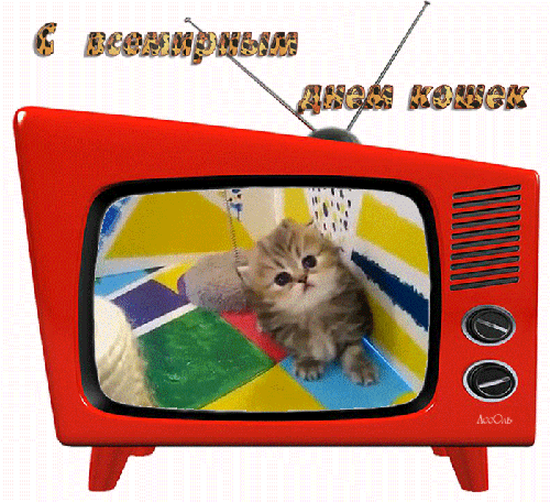 Гиф стикер с всемирным днём кошек в рамке из телевизора на прозрачном фоне.
