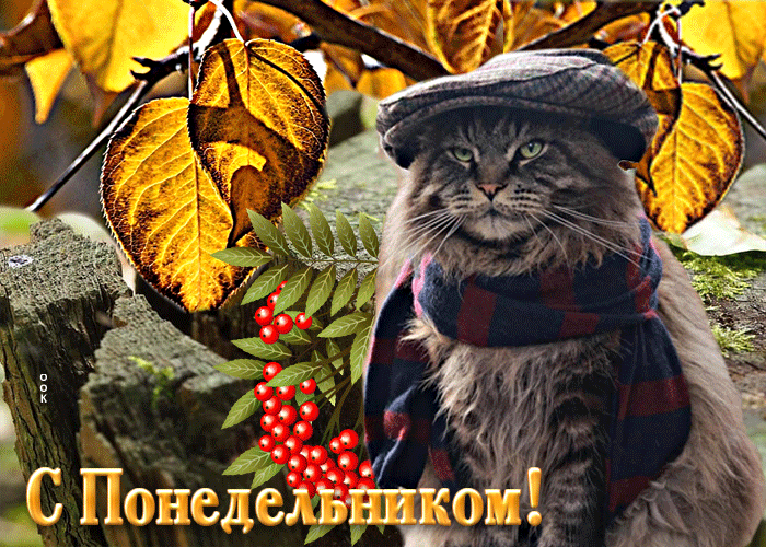 Неповторимая открытка с котом С понедельником Неповторимая открытка с котом С понедельником