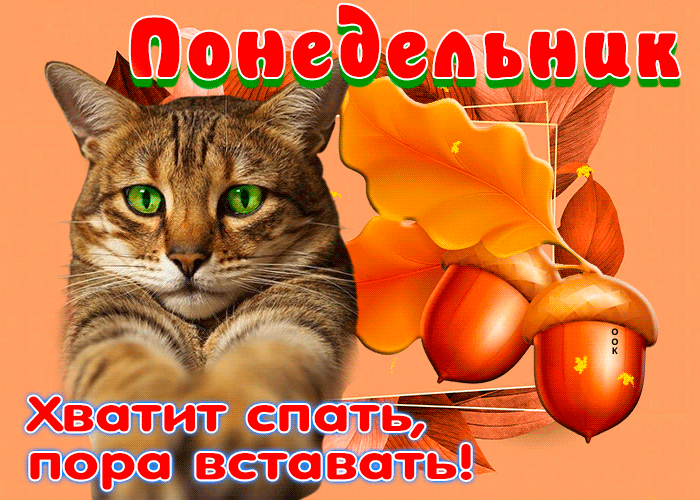 Смешная осеняя гифка Отличная открытка Хватит спать, пора вставать! Смешная осеняя гифка Отличная открытка Хватит спать, пора вставать!