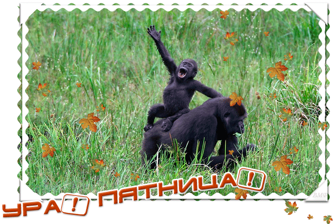 Гифки с пятницей прикольные скачать бесплатно.