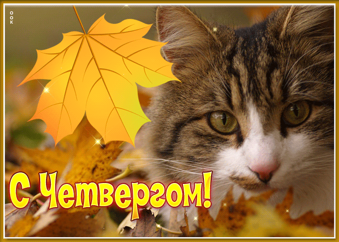 Гифка Светлая и радужная открытка с котом С четвергом. Гифка Светлая и радужная открытка с котом С четвергом.