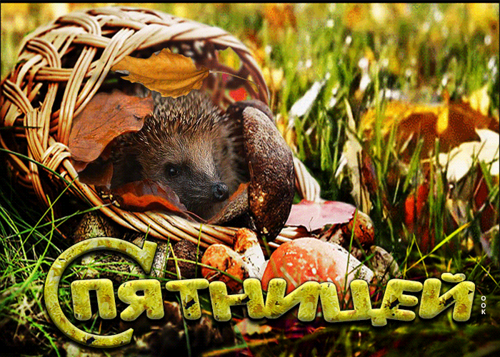 Скачивай бесплатно утренние осенние открытки из нашей коллекции про пятницу, картинки позитивные, необычные, новые и душевные, с осенней природой, гифки и многое другое. Скачивай бесплатно утренние осенние открытки из нашей коллекции про пятницу, картинки позитивные, необычные, новые и душевные, с осенней природой, гифки и многое другое.