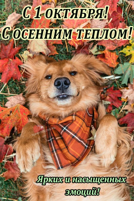 Хостинг картинок yapx.ru