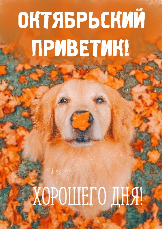 Хостинг картинок yapx.ru