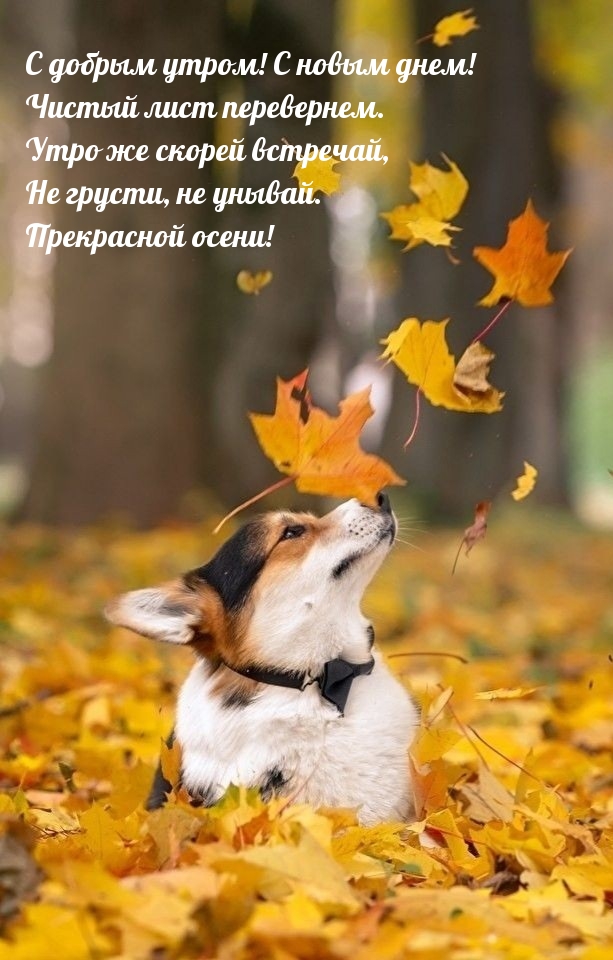 Хостинг картинок yapx.ru