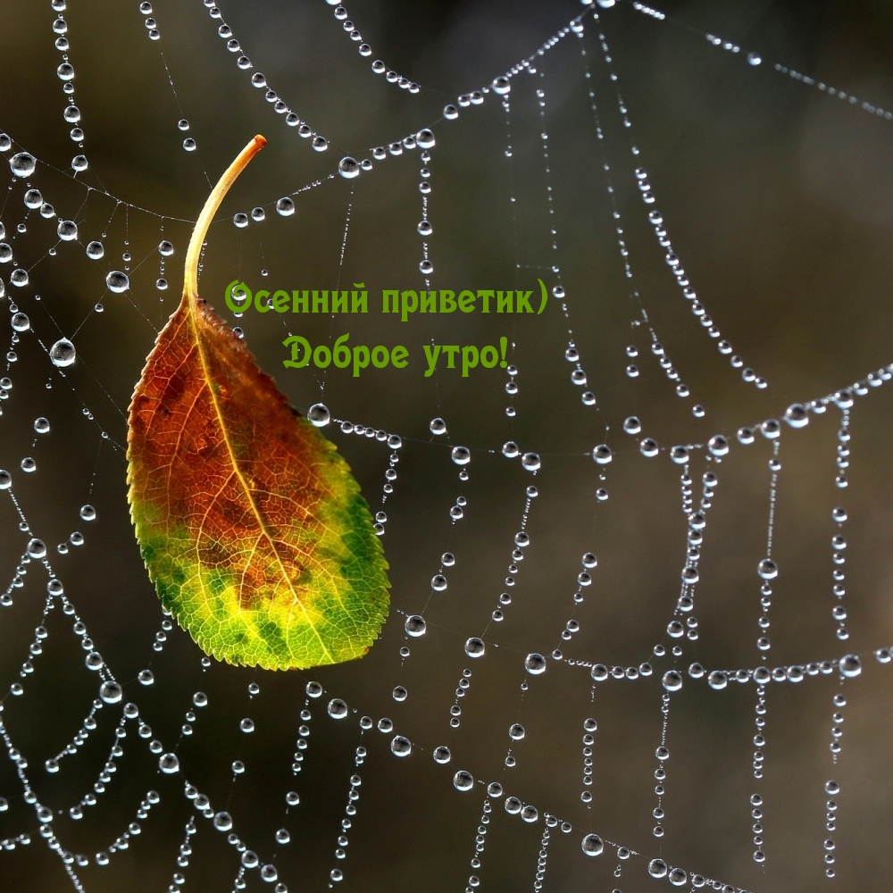 Хостинг картинок yapx.ru