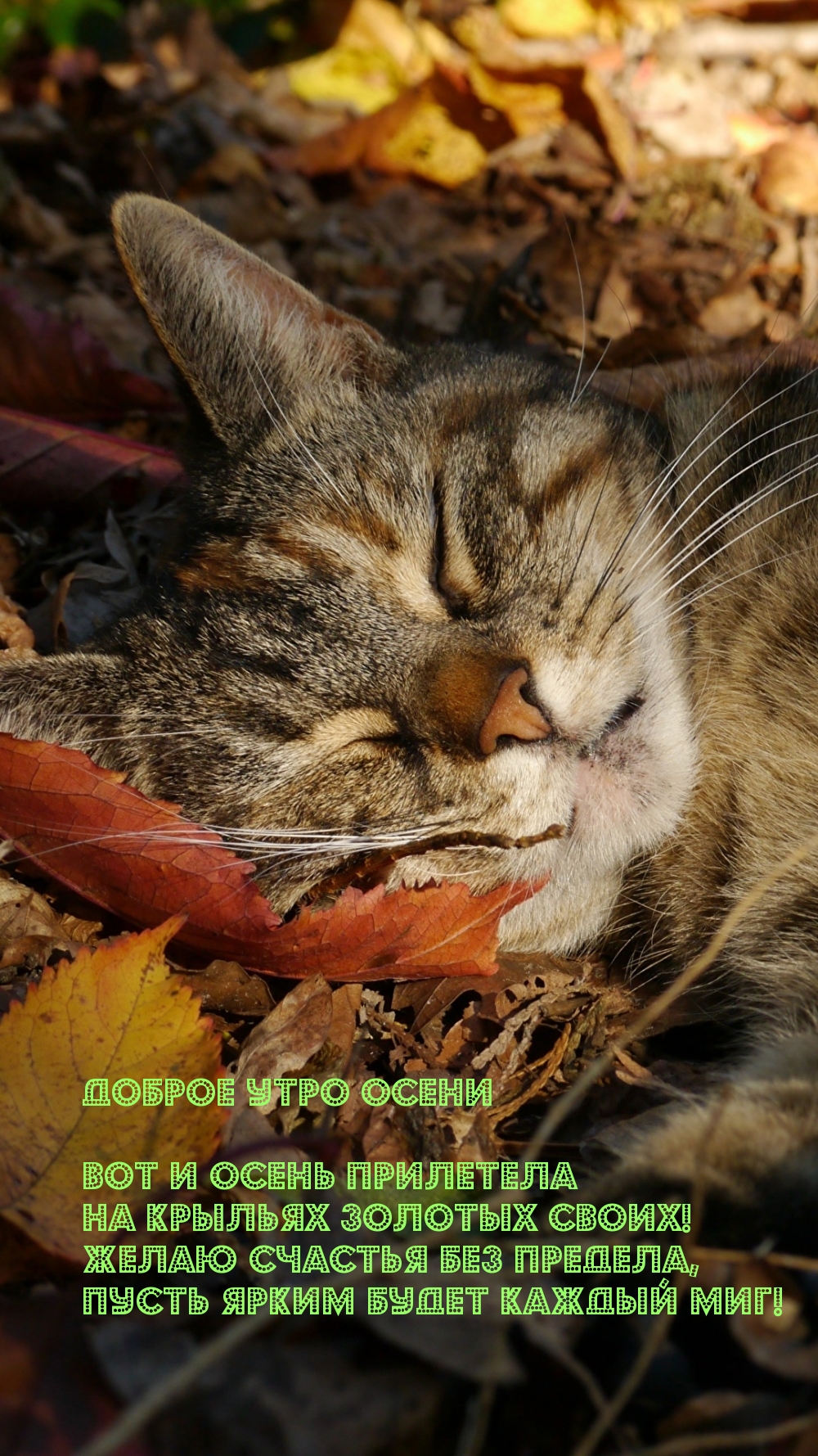 Хостинг картинок yapx.ru