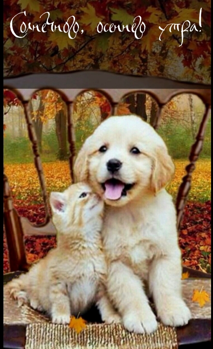 Хостинг картинок yapx.ru