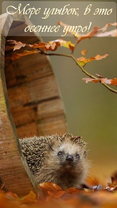 Хостинг картинок yapx.ru