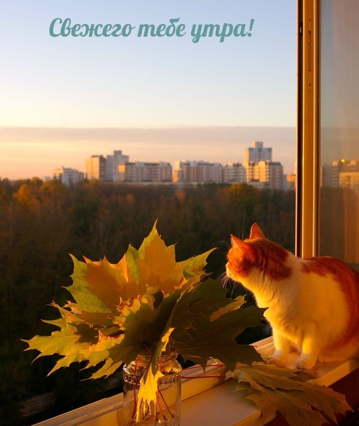 Хостинг картинок yapx.ru